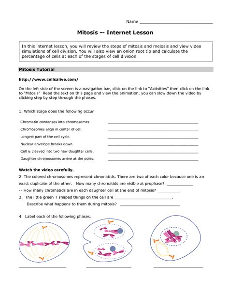 cells alive worksheet answer key mitosis